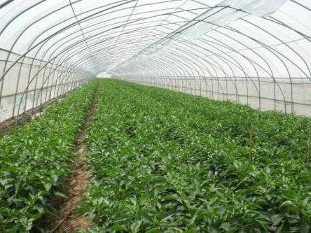 辣椒冬日栽培全攻略：暖心又辣手