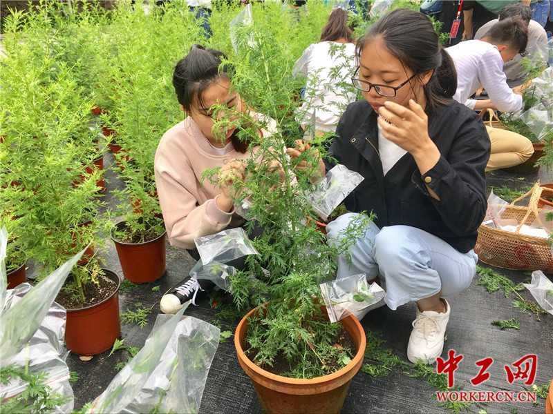 想学菊花嫁接却怕活不了？老师傅手把手教你几招保成活