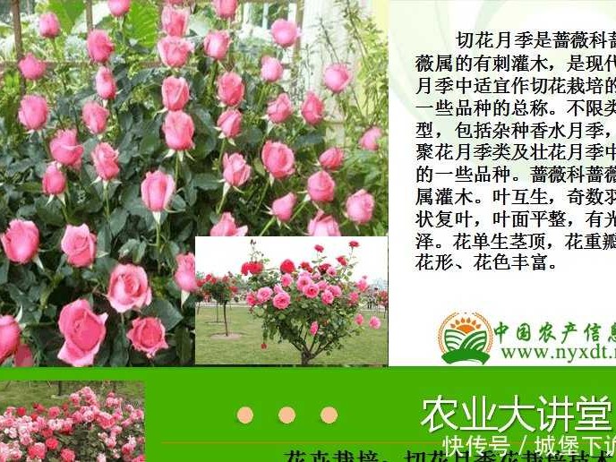 花卉种植技术的学习地图