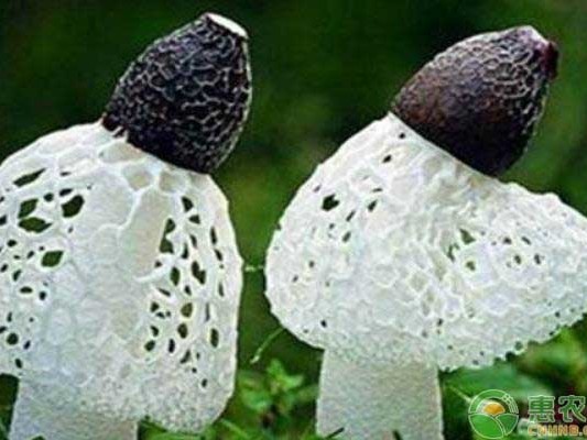 口菇种植那些事儿——老把式教你从入门到丰收