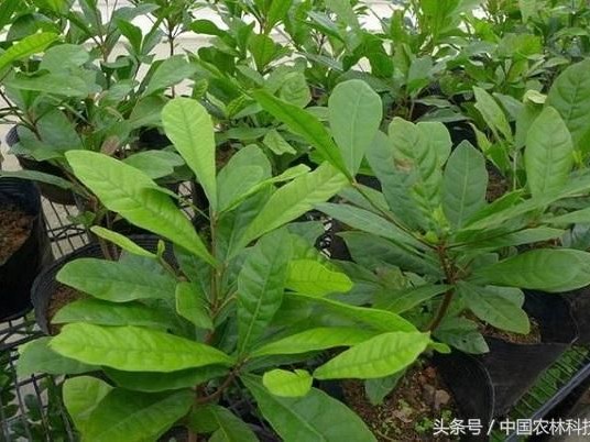 你想种出会变魔术的神秘果吗？